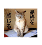 グーグーグータンゴンチャロフのSticker（個別スタンプ：9）