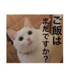 グーグーグータンゴンチャロフのSticker（個別スタンプ：10）