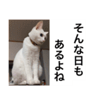 グーグーグータンゴンチャロフのSticker（個別スタンプ：13）