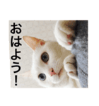 グーグーグータンゴンチャロフのSticker（個別スタンプ：15）