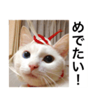グーグーグータンゴンチャロフのSticker（個別スタンプ：16）
