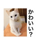 グーグーグータンゴンチャロフのSticker（個別スタンプ：20）