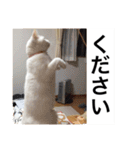 グーグーグータンゴンチャロフのSticker（個別スタンプ：23）