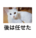 グーグーグータンゴンチャロフのSticker（個別スタンプ：24）