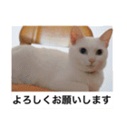 グーグーグータンゴンチャロフのSticker（個別スタンプ：26）