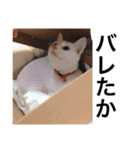 グーグーグータンゴンチャロフのSticker（個別スタンプ：29）