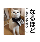グーグーグータンゴンチャロフのSticker（個別スタンプ：31）