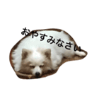 チョッピの毎日（個別スタンプ：3）