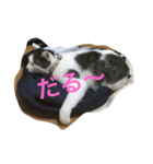 愉快なにゃんこ（個別スタンプ：2）