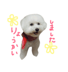 ビションブリーゼ ポンのビションな日々（個別スタンプ：3）