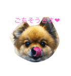 ポメチワ（個別スタンプ：1）