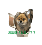 ポメチワ（個別スタンプ：2）