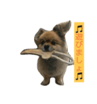 ポメチワ（個別スタンプ：4）