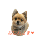 ポメチワ（個別スタンプ：6）