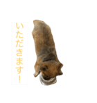 ポメチワ（個別スタンプ：8）