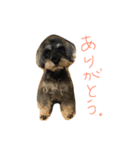 ミニシュナるーく（個別スタンプ：8）