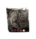 マルの日常（個別スタンプ：5）