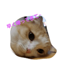 あずきとあんこ（個別スタンプ：1）
