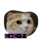あずきとあんこ（個別スタンプ：3）