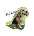 ビーグル ココちゃん（個別スタンプ：12）
