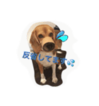 ビーグル ココちゃん（個別スタンプ：25）