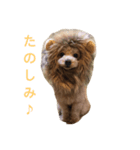 p.a（個別スタンプ：4）
