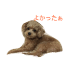 p.a（個別スタンプ：5）