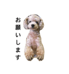 p.a（個別スタンプ：8）