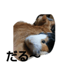 猫とモルモット（個別スタンプ：6）