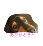 ゆるく可愛いマックとライト（個別スタンプ：7）