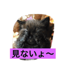 catlove5510（個別スタンプ：1）