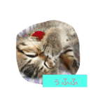 catlove5510（個別スタンプ：2）