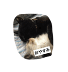 catlove5510（個別スタンプ：3）