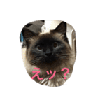 catlove5510（個別スタンプ：4）