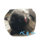 catlove5510（個別スタンプ：5）