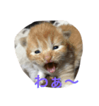 catlove5510（個別スタンプ：6）