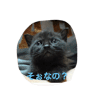 catlove5510（個別スタンプ：9）