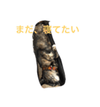 catlove5510（個別スタンプ：10）