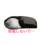 catlove5510（個別スタンプ：11）