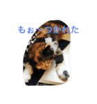 catlove5510（個別スタンプ：12）