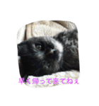 catlove5510（個別スタンプ：15）