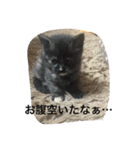 catlove5510（個別スタンプ：16）