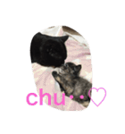 catlove5510（個別スタンプ：17）