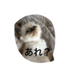 catlove5510（個別スタンプ：20）