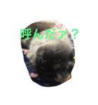 catlove5510（個別スタンプ：21）