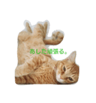 ねこ部mamimumemo（個別スタンプ：6）