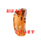 adpjgmt（個別スタンプ：1）