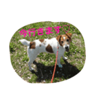 adpjgmt（個別スタンプ：6）