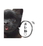 黒ポメ虎丸＆ひなた（個別スタンプ：6）
