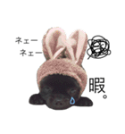 黒ポメ虎丸＆ひなた（個別スタンプ：14）